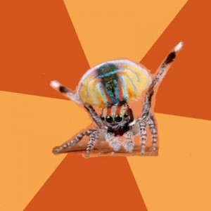 Create meme: Sassy Gay Fiesta Spider