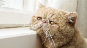 Создать мем: очень грустный кот, коты экзоты, расстроенный котик