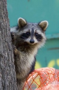 Create meme: a baby raccoon, enotik, animals raccoon