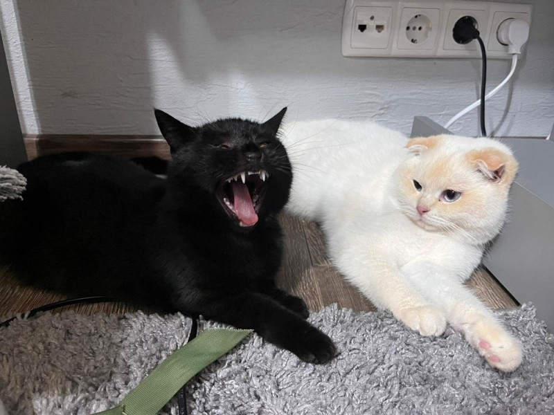 Create meme: black cat , cat , cat 