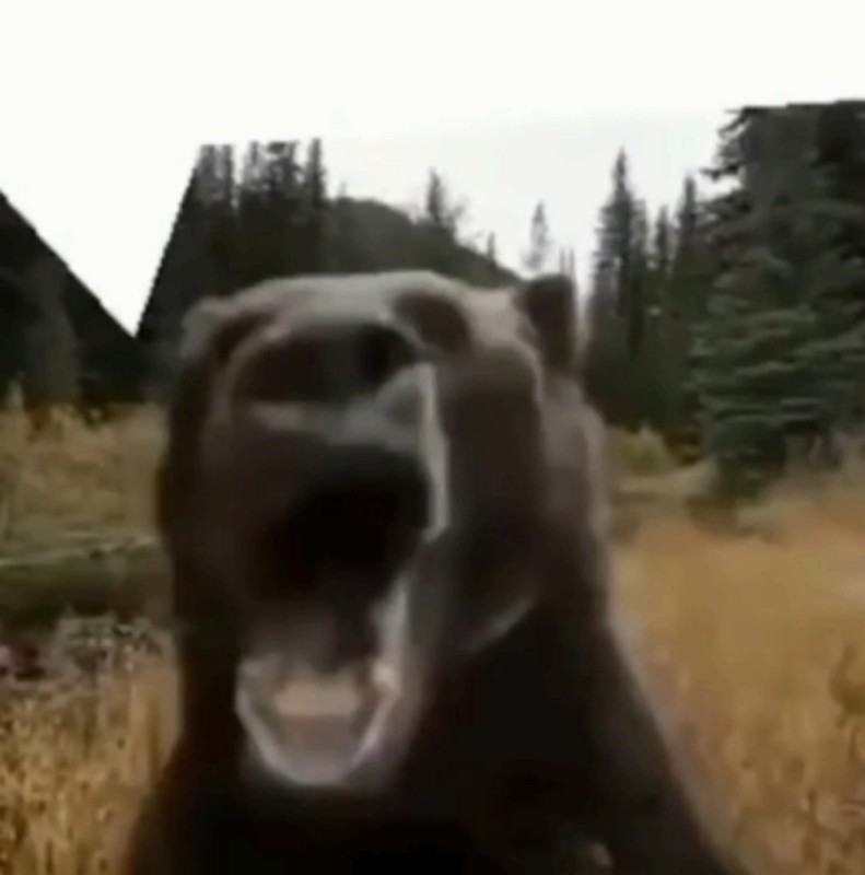 Create meme: roplane, webm , the formidable grizzly bear