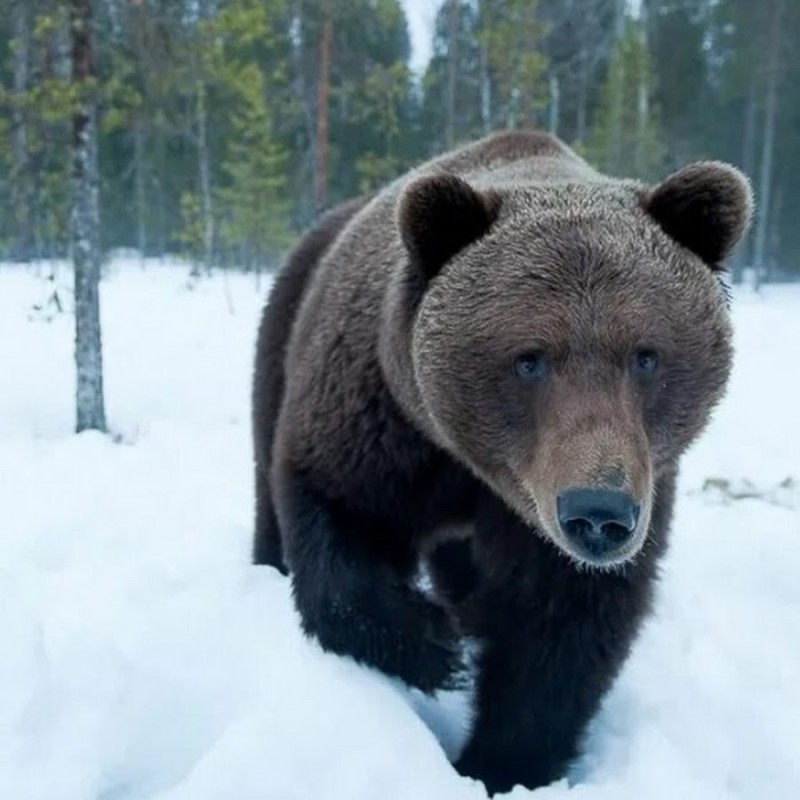 Create meme: brown bear connecting rod, bear rod , grizzly bear 