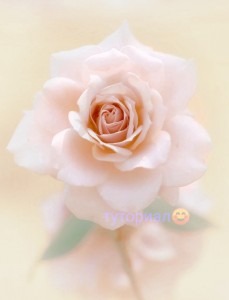 Создать мем: бежевые розы, розы, красивые цветы розовые