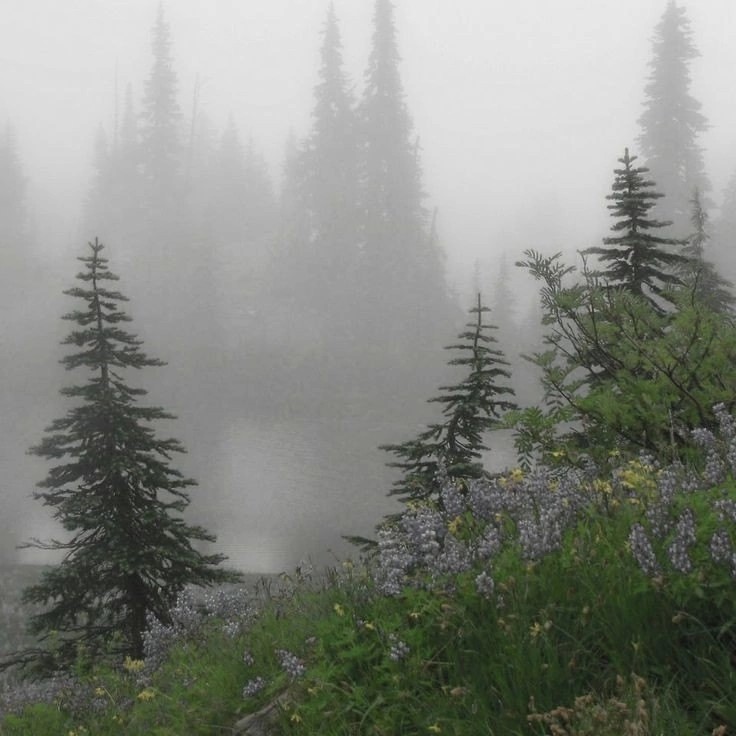 Create meme: nature , nature landscape, nature fog