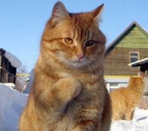 Создать мем: наглая рыжая морда, наглый, культурный кот