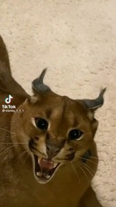 Create meme: Caracal