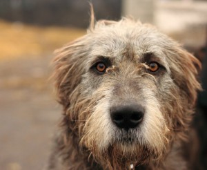 Create meme: wolfhound, the Irish wolfhound