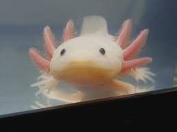 Create meme: the axolotl