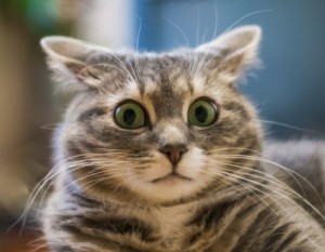 Create meme: The surprised cat 