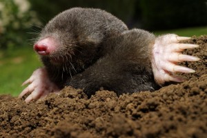 Create meme: mole ordinary