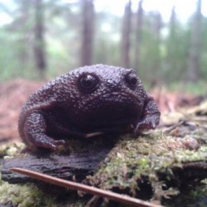 Create meme: toad, meme toad, amphibians