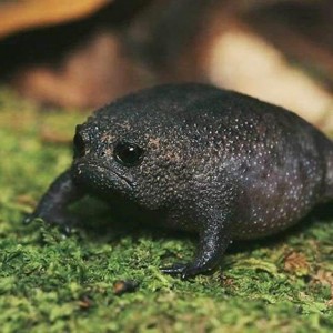 Create meme: black rain frog, black rain frog breviceps fuscus
