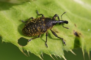 Create meme: weevil, beetle, beetle pollen beetle