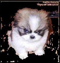 Create meme: Dog, evil little dog, evil cute animals