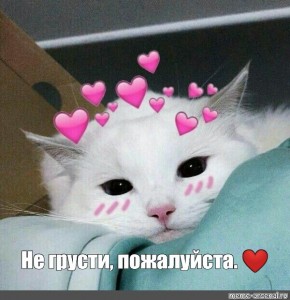 Create meme: cute cats, cute cats funny, cute cats with hearts