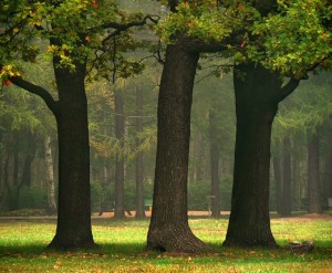 Создать мем: дерево, autumn, три дерева фото