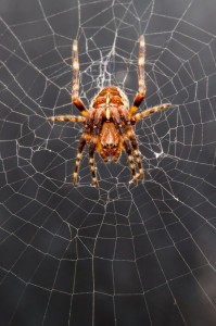 Создать мем: паук крестовик, паук крестовик обыкновенный, araneus diadematus паук