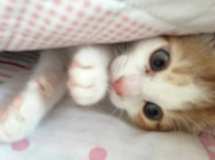 Create meme: photos of cute cats, Mimino seals, cute kittens