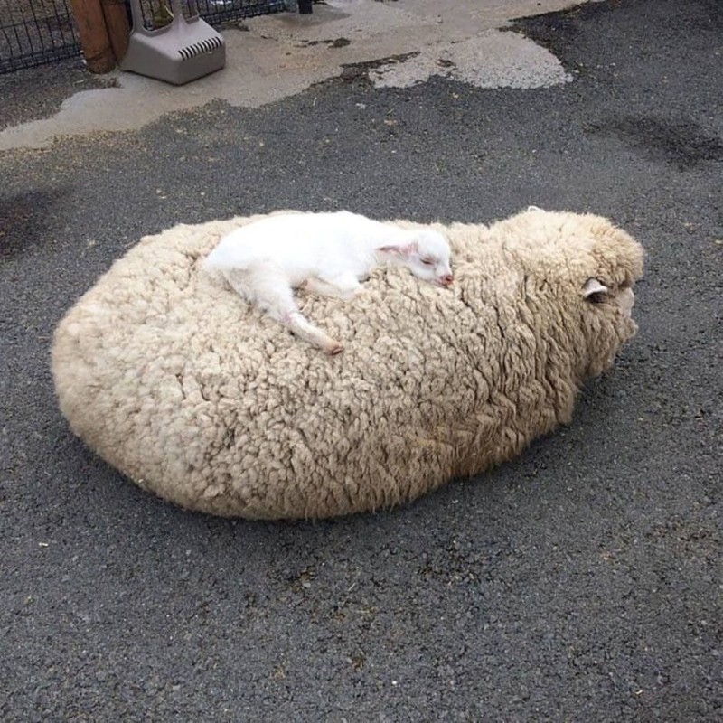 Create meme: funny lamb, sheep , The sheep is sleeping