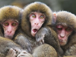 Создать мем: смешные обезьяны, макака сирапука, японские макаки
