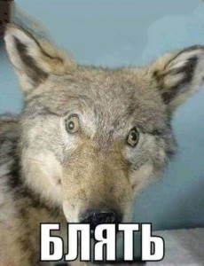 Create meme: stoned wolf meme, stoned wolf, daring wolf meme