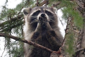 Create meme: raccoon beautiful, enotik, raccoon