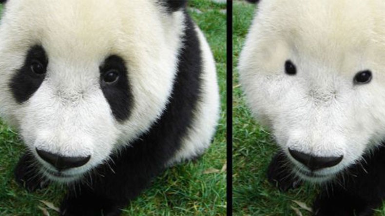 Создать мем: большая панда, глаза панды, панда без пятен