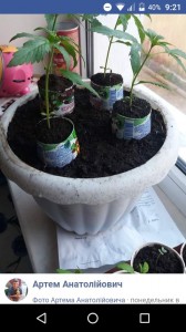 Create meme: seedling orange, seedlings of tomato in the home, seedling tomato