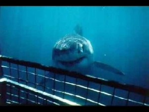 Create meme: shark, great white shark