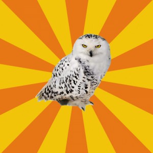 Create meme: baykuş, snowy owl, meme owl