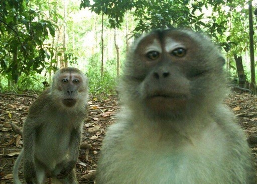 Create meme: wild monkey , macaque monkey, monkey 