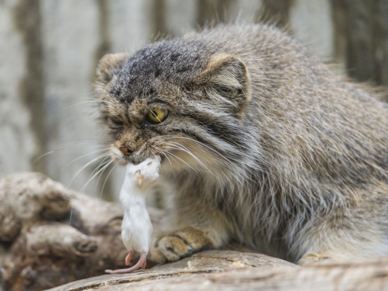 Create meme: manul wild, wild cat manul, wild cat manul