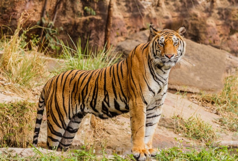 Создать мем: королевский бенгальский тигр, a tiger, тигр в зоопарке