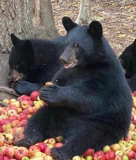 Создать мем: медведь, медведь барибал, черный медведь