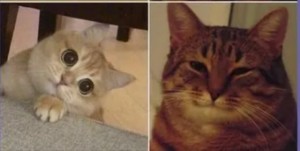 Create meme: meme cat, happy cat meme, meme cat