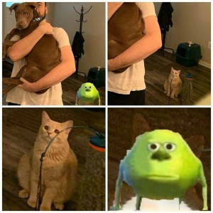 Создать мем: кот, мем котэ, мемы котики