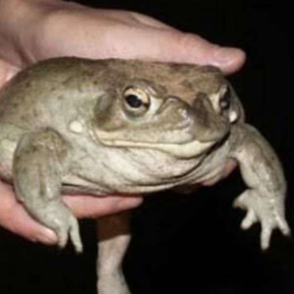 Create meme: keep a toad, meme keep the toad, hold the toad original