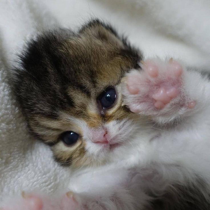Create meme: cute little cats, cute little cute cats, very cute kittens 