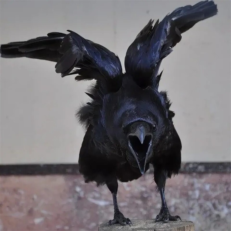 Create meme: The evil crow, crow , Raven crow