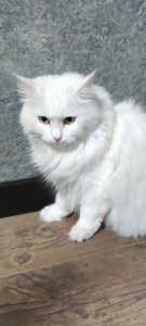 Создать мем: белый пушистый кот альбинос, сибирский длинношерстный кот белый, ангорская кошка