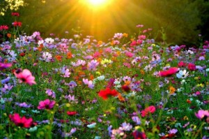 Create meme: summer, meadow, summer photos