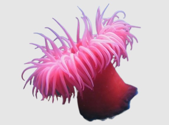 Create meme: anemone anemone, anemone, sea anemones sea anemones