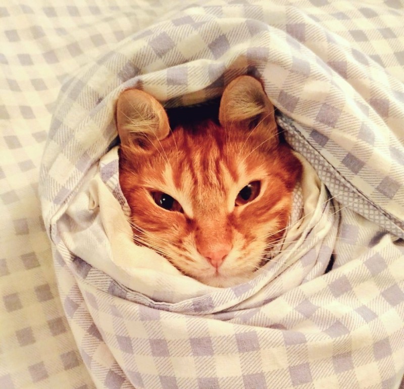 Создать мем: кот, котик, кот выглядывает из под одеяла