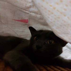 Создать мем: черный кот, бомбейская кошка гладкошерстная, кошка