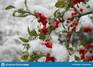 Создать мем: зимние ягоды, зимнее, ягоды в снегу