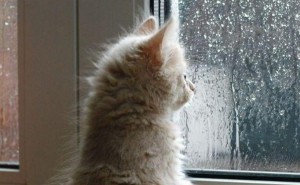 Создать мем: скучающий кот, котики грустные, кот смотрит в окно дождь