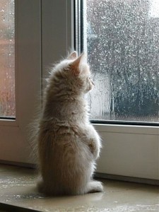 Создать мем: котик ждет картинки, котик скучает гифки, дождь за окном котёнок