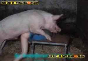 Create meme: copulation of pigs, mating pigs, mating pigs