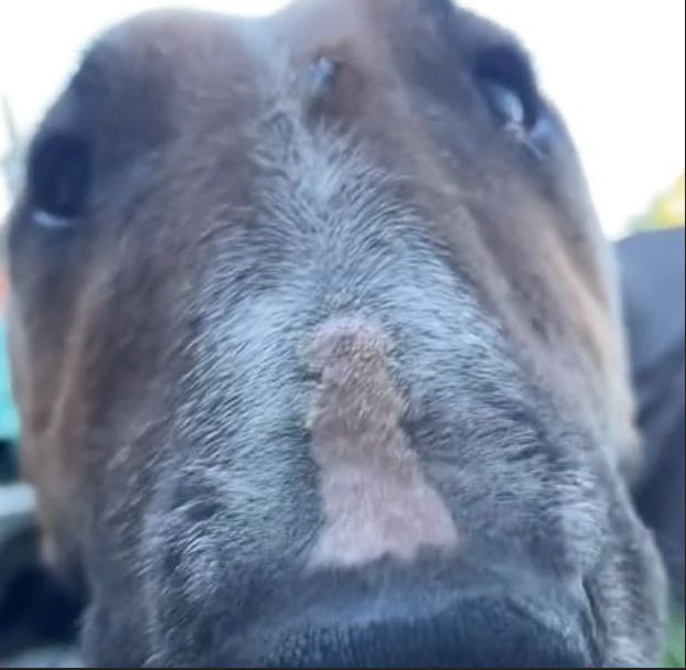 Create meme: The horse's face, the horse's eyes, a dog's nose