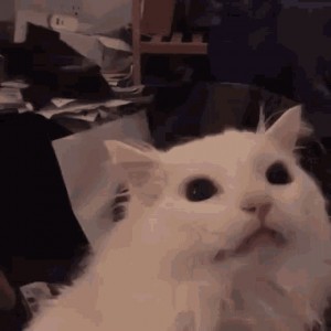 Create meme: unhappy cat, funny cats